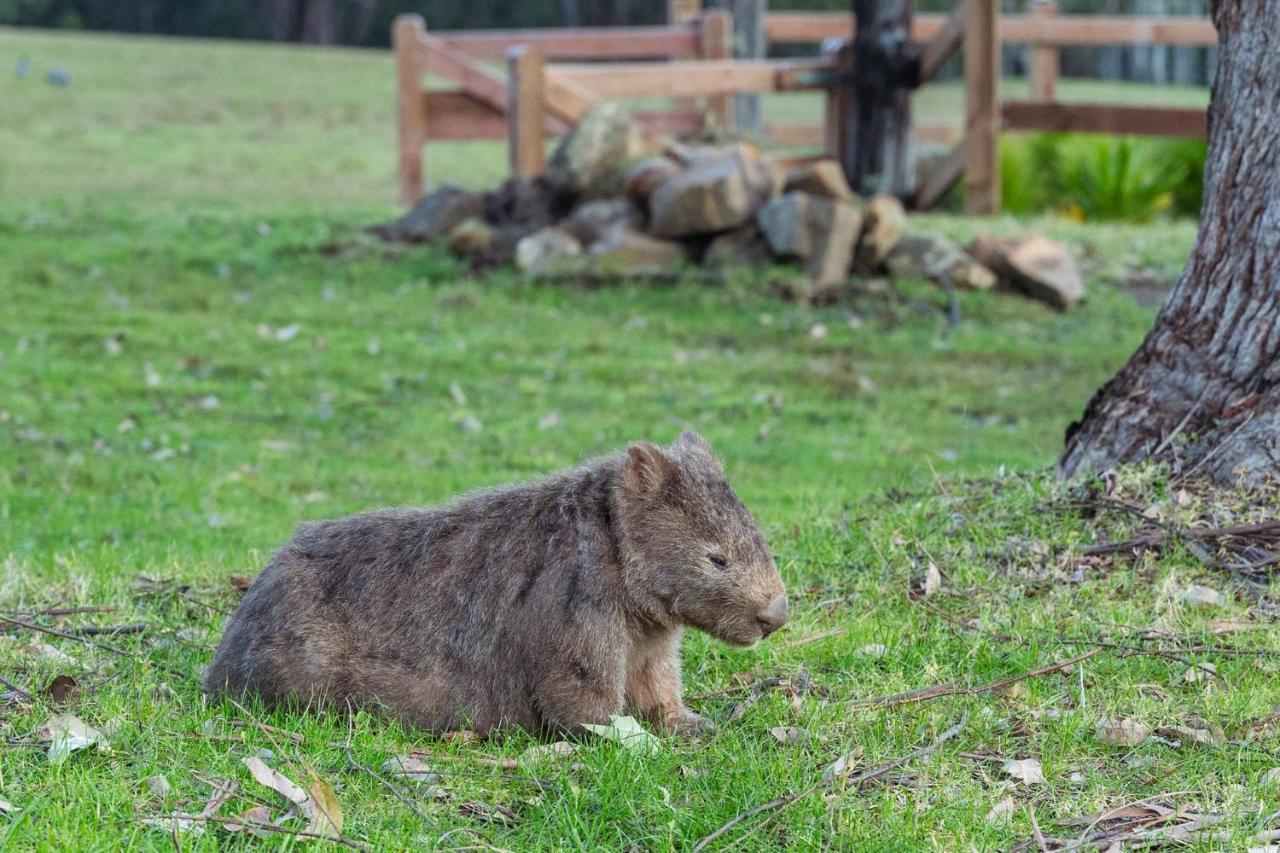 Jumulu Lodge A Unique Luxury Escape Kangaroo Valley Dış mekan fotoğraf