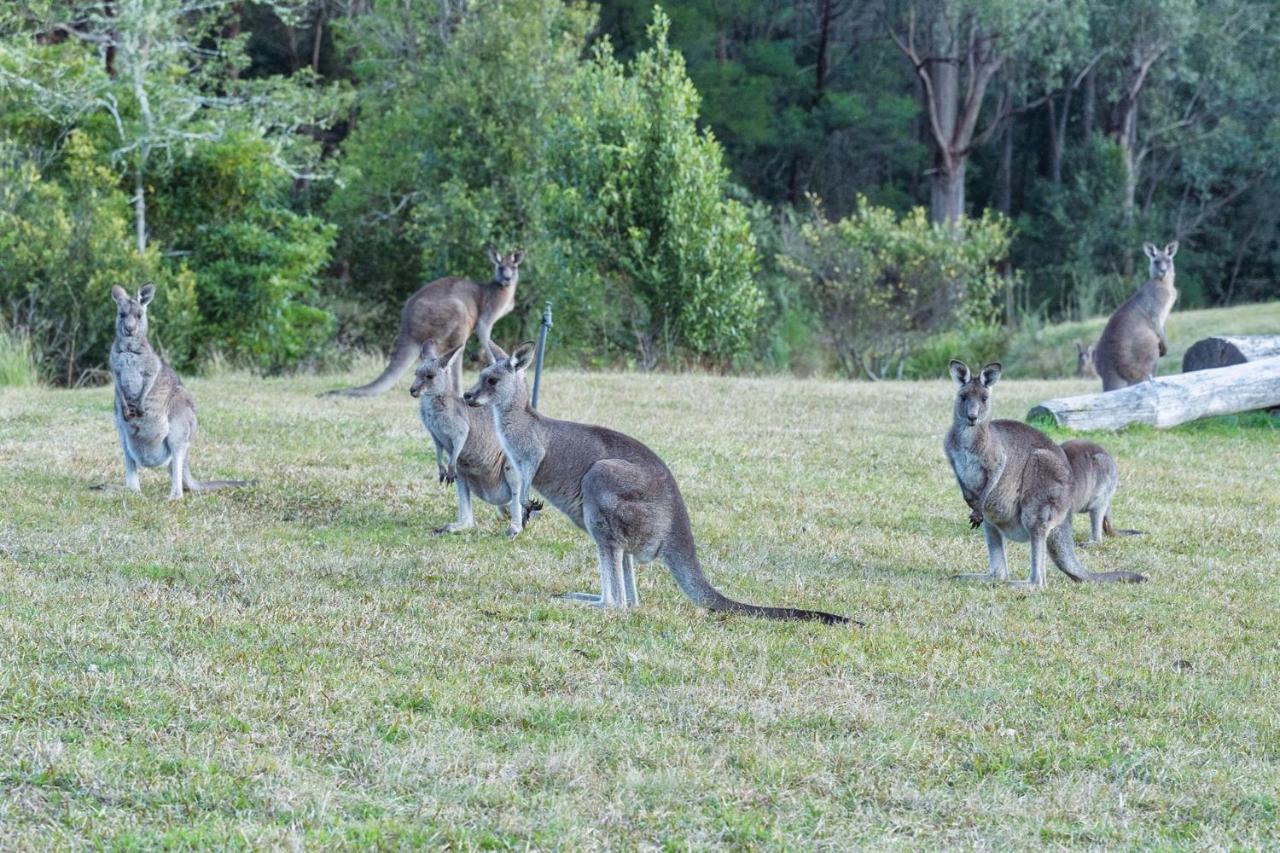 Jumulu Lodge A Unique Luxury Escape Kangaroo Valley Dış mekan fotoğraf